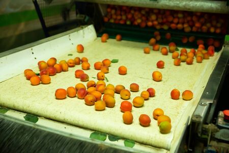 Production facilities of grading and packing of harvest of apricots on agricultural farmの写真素材