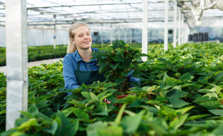 Young woman gardener in gloves working with euphorbia pulcherrima in pots in greenhouse