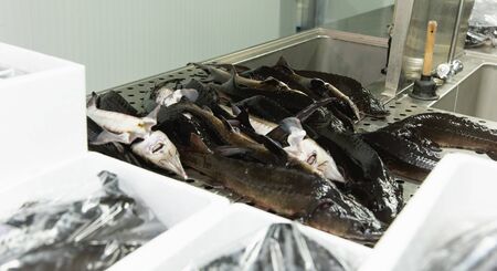 Whole raw sturgeons on metal surface of cutting table in professional sorting room of fish farm. Presale preparationの写真素材