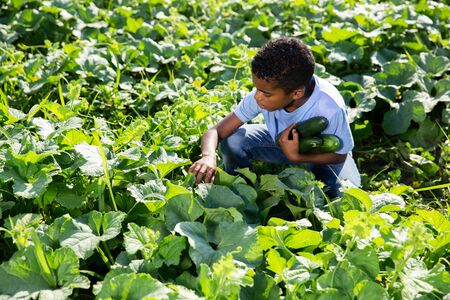 Portrait of boy picking cucumbers on the farmの写真素材