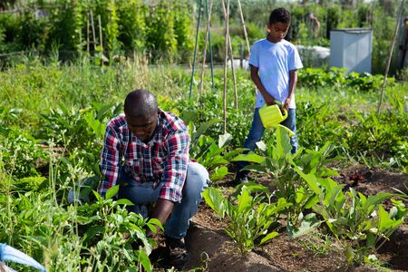Teen son helps his father work in the gardenの写真素材