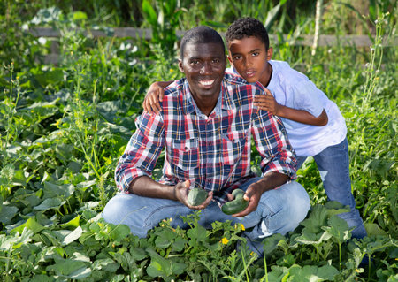 Family of farmers harvesting cucumbers on plantationの写真素材