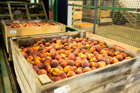 View of harvest of ripe peaches packed in large wooden boxes ready for storage or delivery to stores