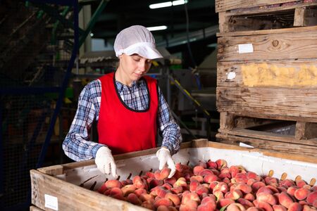 Young woman employee working  at a fruit warehouse, preparing a peaches for packaging and storingの写真素材