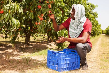 Young positive cheerful man engaged in cultivation of peaches gathering harvest at fruit plantationの写真素材