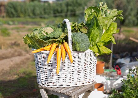 Basket of vegetables in the summer gardenの写真素材