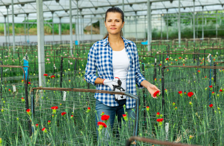 Woman gardener is standing with flowers carnation in orangery