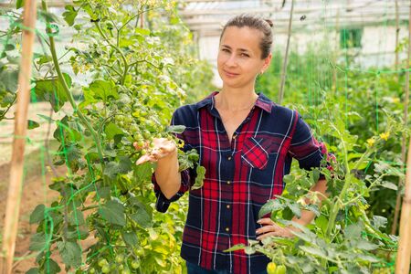 Successful woman farmer examining harvest of tomatoes while gardening in glasshouseの写真素材