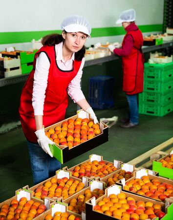 portrait of positive female worker in process of sorting and packaging fresh apricotsの写真素材