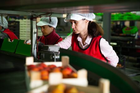portrait of two young female fruit warehouse workers in process of sorting and packaging fresh apricotsの写真素材
