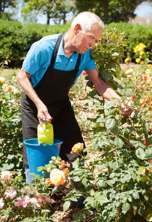 Portrait of senior man taking care of rose bushes at flowerbed in parkの写真素材