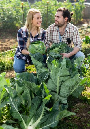 Cheerful couple of farmers harvesting cabbage at plantationの写真素材