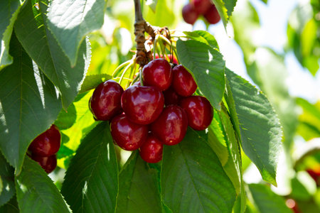 Closeup of green sweet cherry tree branches with ripe juicy berries in garden. Harvest time
