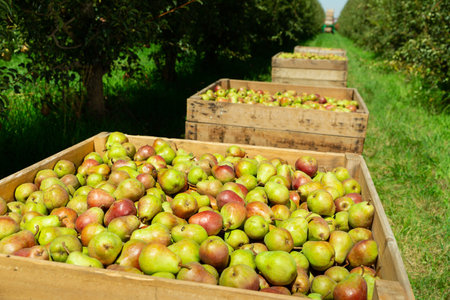 Picturesque landscape of summer orchard with row of wooden crates full of ripe pears. Rich farm...