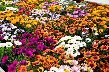 Close up of assortment of African daisies growing in greenhouse farmの写真素材