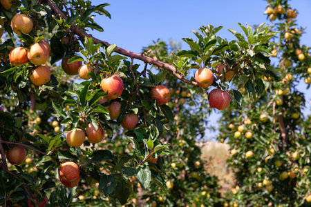 Rich farm harvest, ripe apples on branches in green foliage in summer orchard