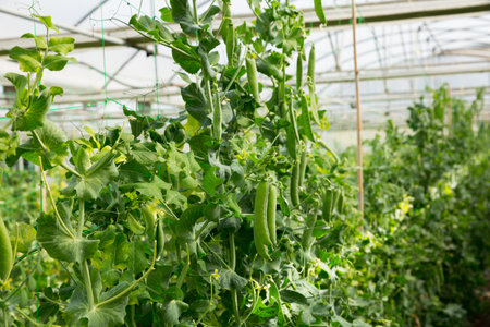 Greenhouse with rows of peas plants at plantation