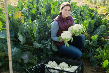 Positive woman harvesting fresh cauliflower on beds of her plantationの写真素材