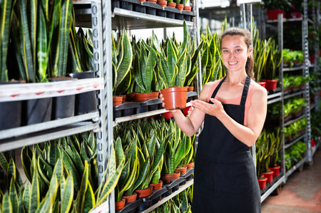 Portrait of friendly girl florist demonstrating sansevieria laurenti plants in pots at greenhouse storeの写真素材
