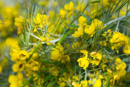 Close-up view of yellow flowers of Silver cassia plantの写真素材
