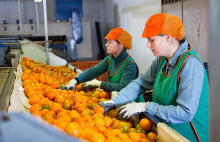 Two glad positive female employees in colored uniform sorting fresh ripe mandarins on producing...