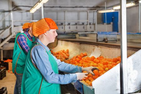 Female employee in a colored uniform sorting fresh ripe mandarins on producing grading line
