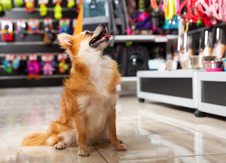 Portrait of cute dog near different variation of goods for animals in pet storeの写真素材