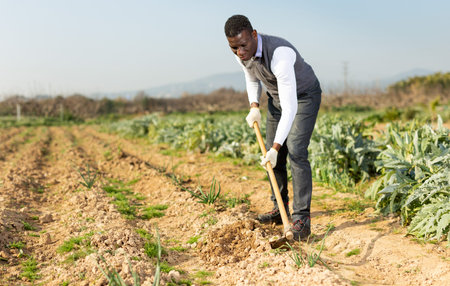 African-American man working soil at his smallholding, hoeing between onion plants