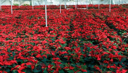 Colorful endless plantation of flowering poinsettia plants in greenhouseの写真素材