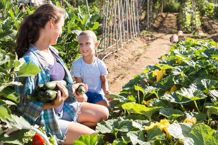 Family working in garden, mother and son harvesting fresh squashの写真素材