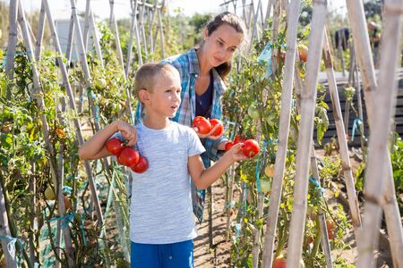 Portrait of woman with boy working in garden, harvesting ripe tomatoesの写真素材