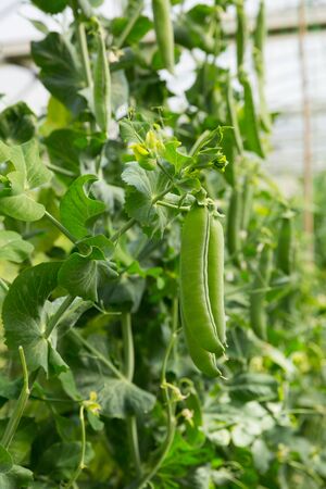 Green peas growing in hothouse, gardening and agriculture conceptの写真素材