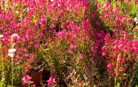 View of colorful plantation of flowers in sunny greenhouseの写真素材