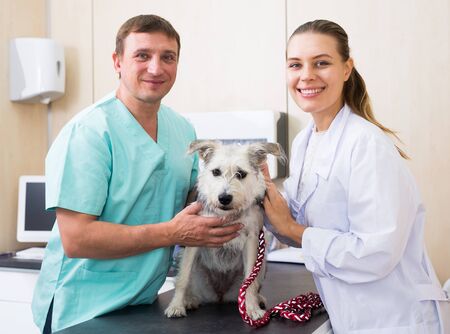 Two vets examining a dogの写真素材