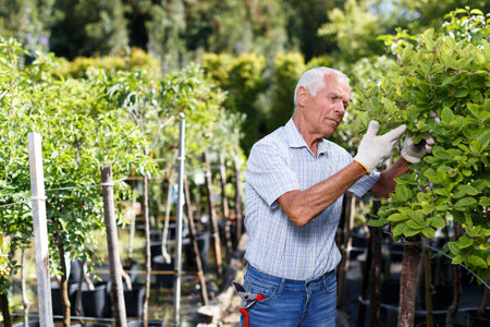Older man enjoying his favourite pastime of gardening, checking state of fruit trees