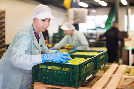 Skilled female employee in uniform inspecting quality of apples in the box in a sorting factory