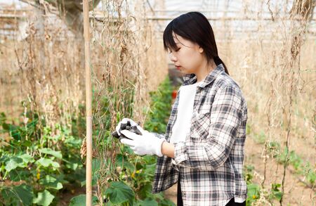Confident female gardener checking plants while gardening in glasshouseの写真素材