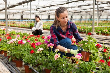 Experienced female worker gardening in glasshouse, checking flowersの写真素材