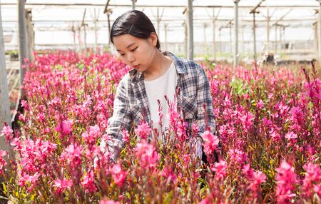 Portrait of florist with flowers Oenothera lindheimeri in greenhouseの写真素材
