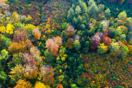 Scenic autumn landscape, aerial view of multi colored trees