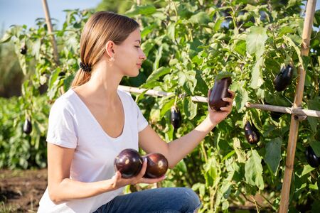 Portrait of young female gardener during harvesting of eggplants  in  sunny gardenの写真素材