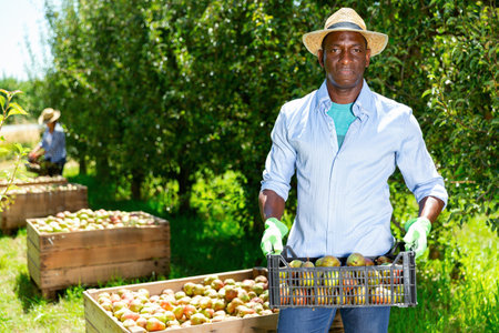 Portrait of tired diligent efficient positive  African American man carrying plastic box of harvested ripe pears in fruit gardenの写真素材