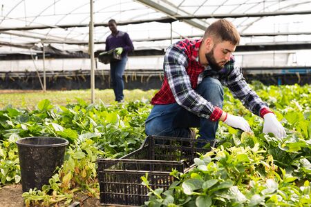 Group of farmers work in greenhouseの写真素材