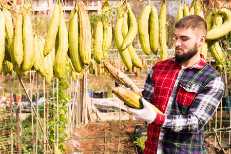 Male farmer gardening holding harvest of Bitter melon or Luffa plants