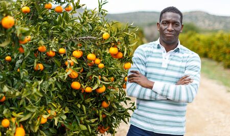 Portrait of successful African-American farmer standing near trees with ripe mandarin oranges on his citrus plantationの写真素材