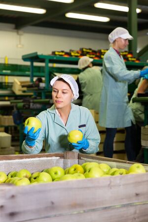 Portrait of focused young positive woman working on fruit sorting line at warehouse, checking quality of apples in boxesの写真素材