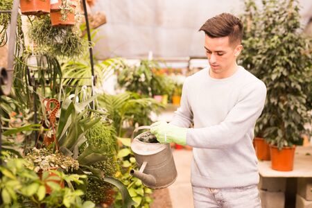 Young male florist taking care of plants in his greenhouse, watering flowers with watering canの写真素材