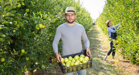 Portrait of focused man with freshly harvested apples in wooden box on farmの写真素材