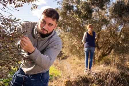 Portrait of young man engaged in growing olives, picking fresh olives from treesの写真素材