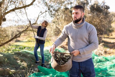 Bearded guy carrying harvest of ripe olives in basket in olive grove on sunny autumn dayの写真素材